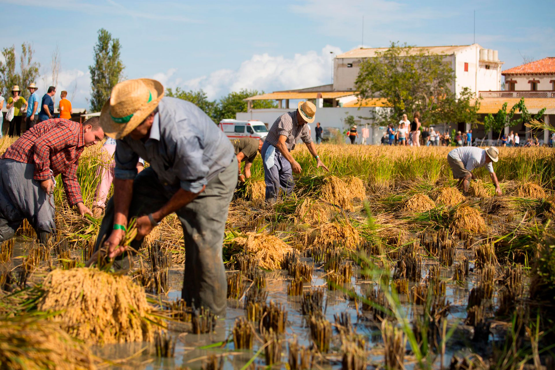 Festa de la Sega de l'Arròs - Deltebre (Foto: Ajuntament)