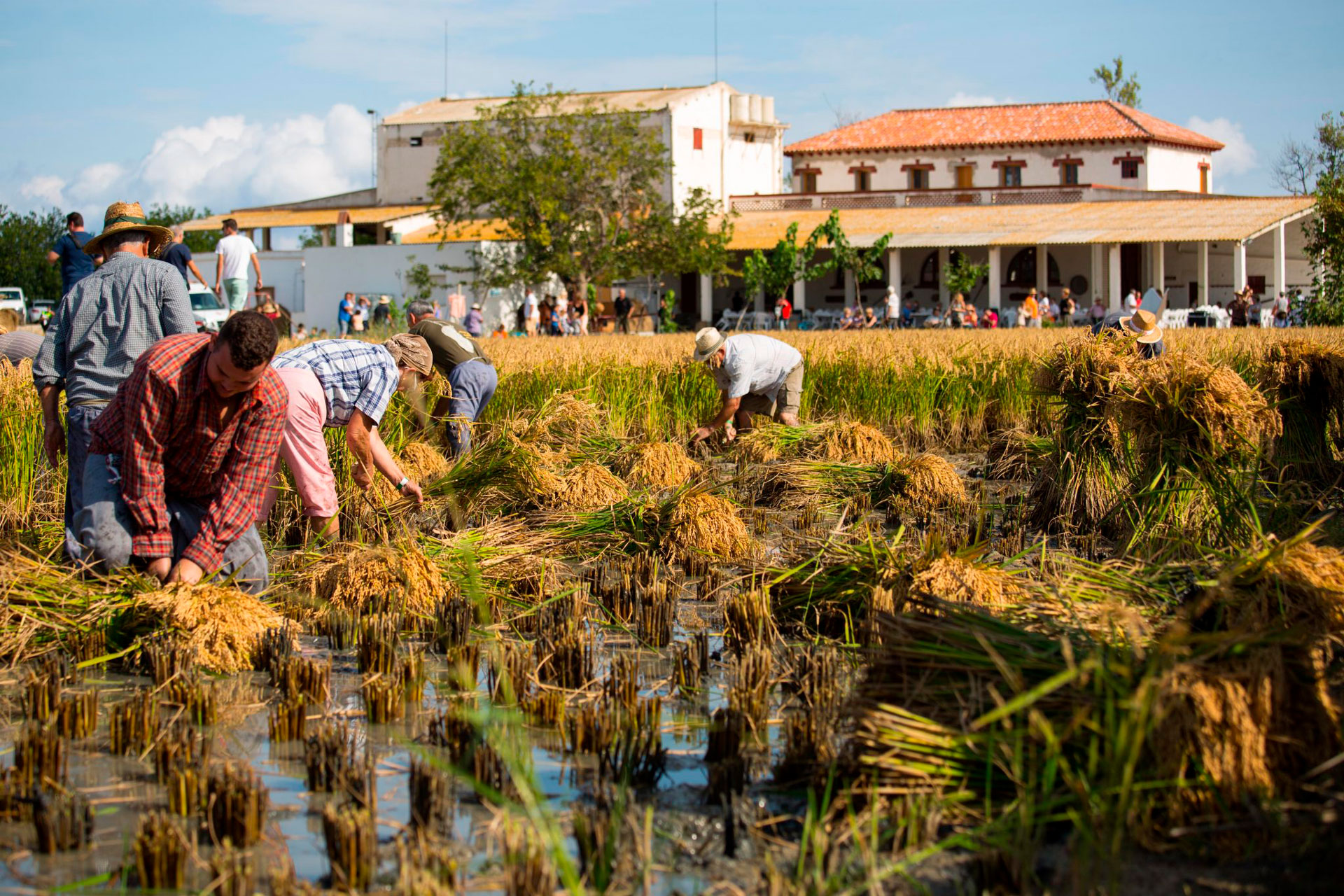 Festa de la Sega de l'Arròs a Deltebre