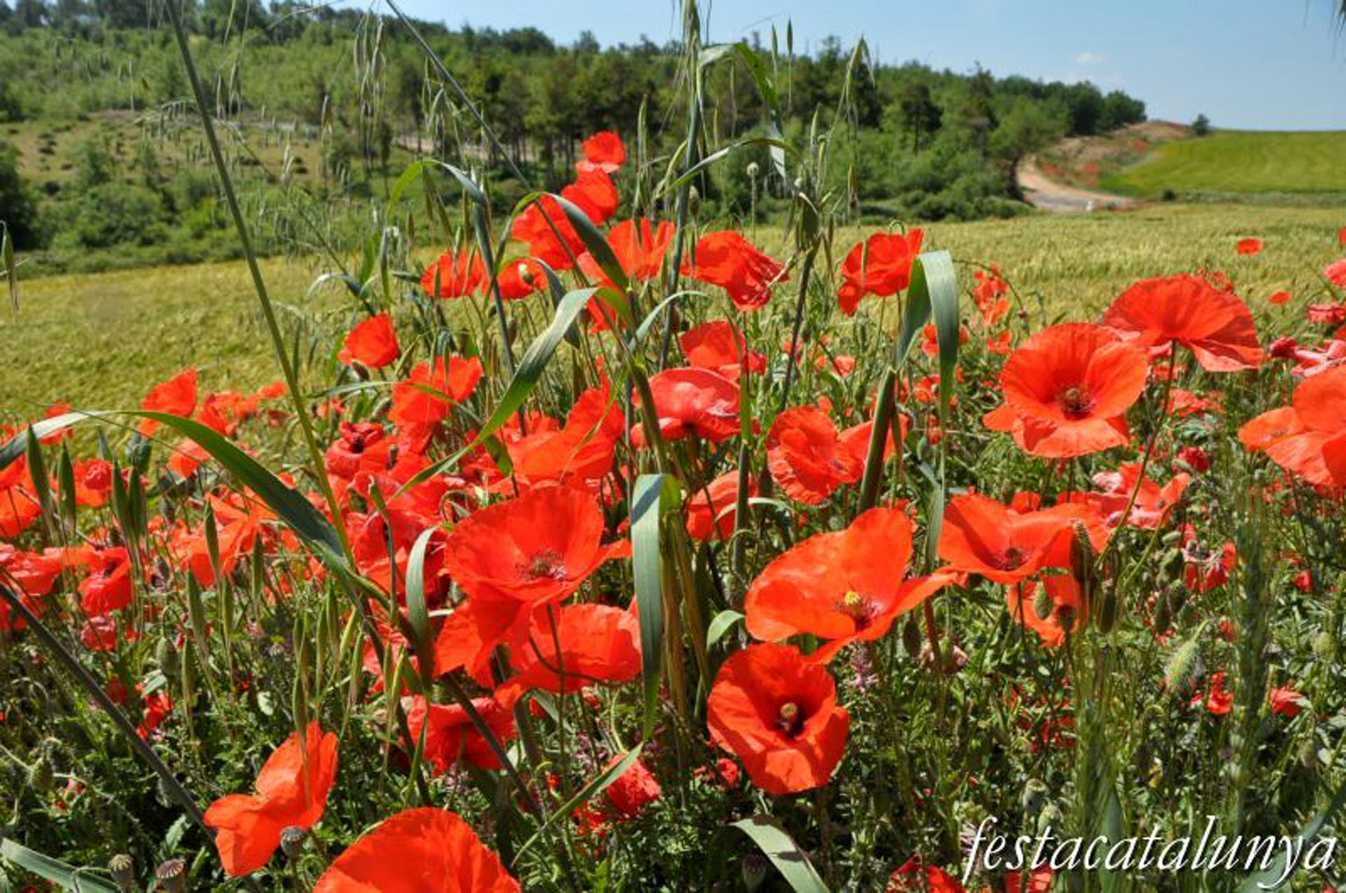 Descobrint una vesprada de natura a Gallecs
