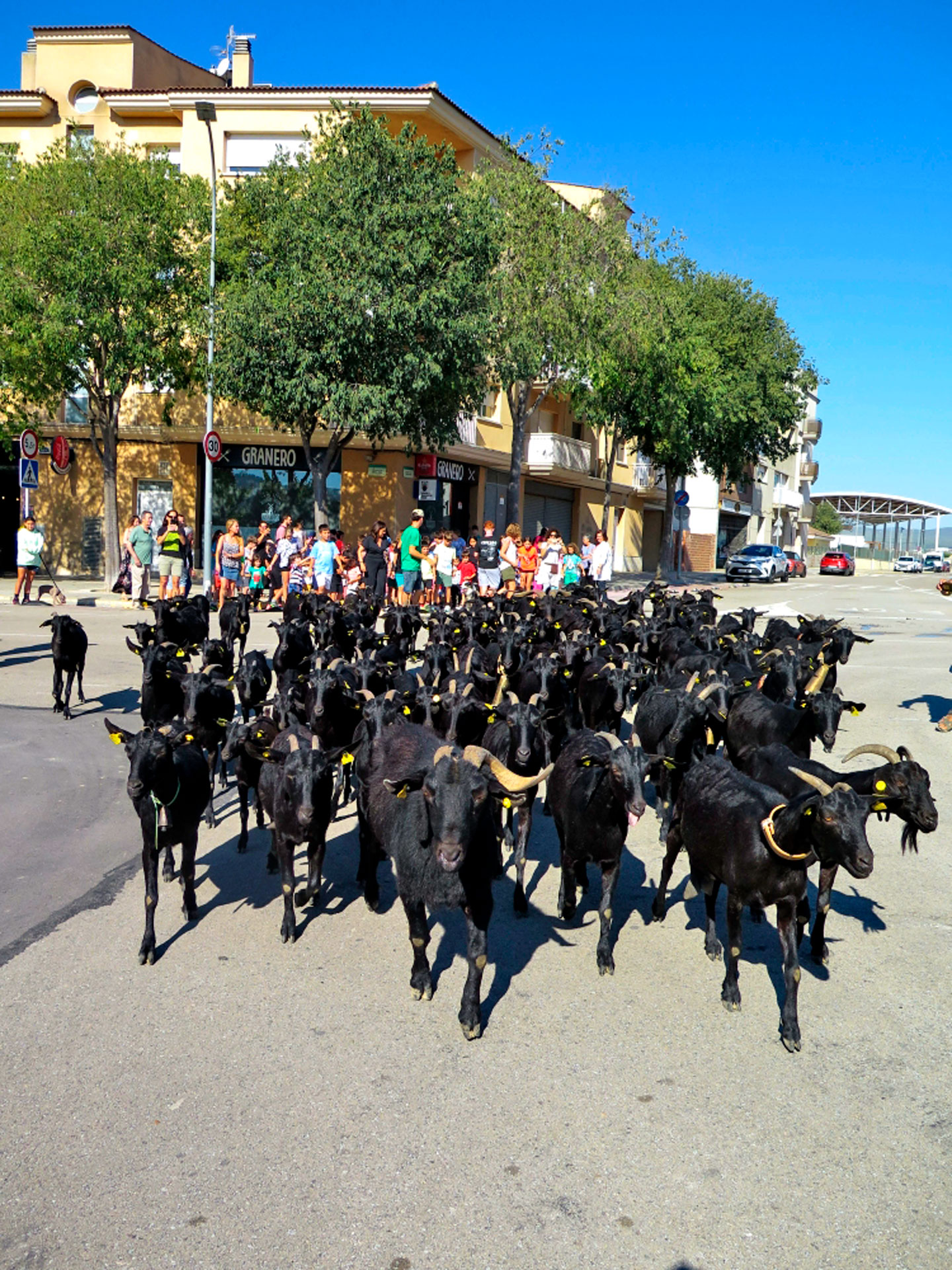 Festa de la Transhumància - Santa Margarida i els Monjos (Foto: Ajuntament)
