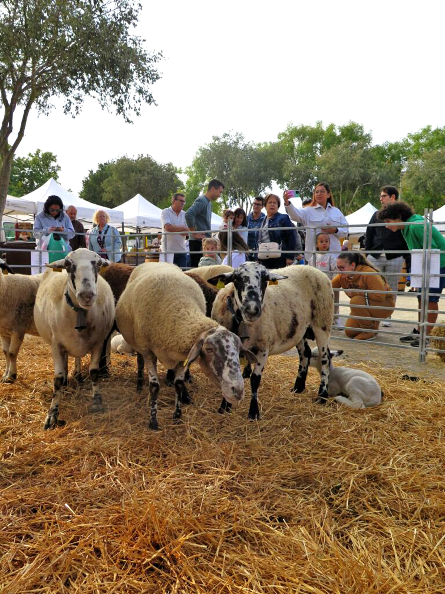 Festa de la Transhumància - Santa Margarida i els Monjos (Foto: Ajuntament)