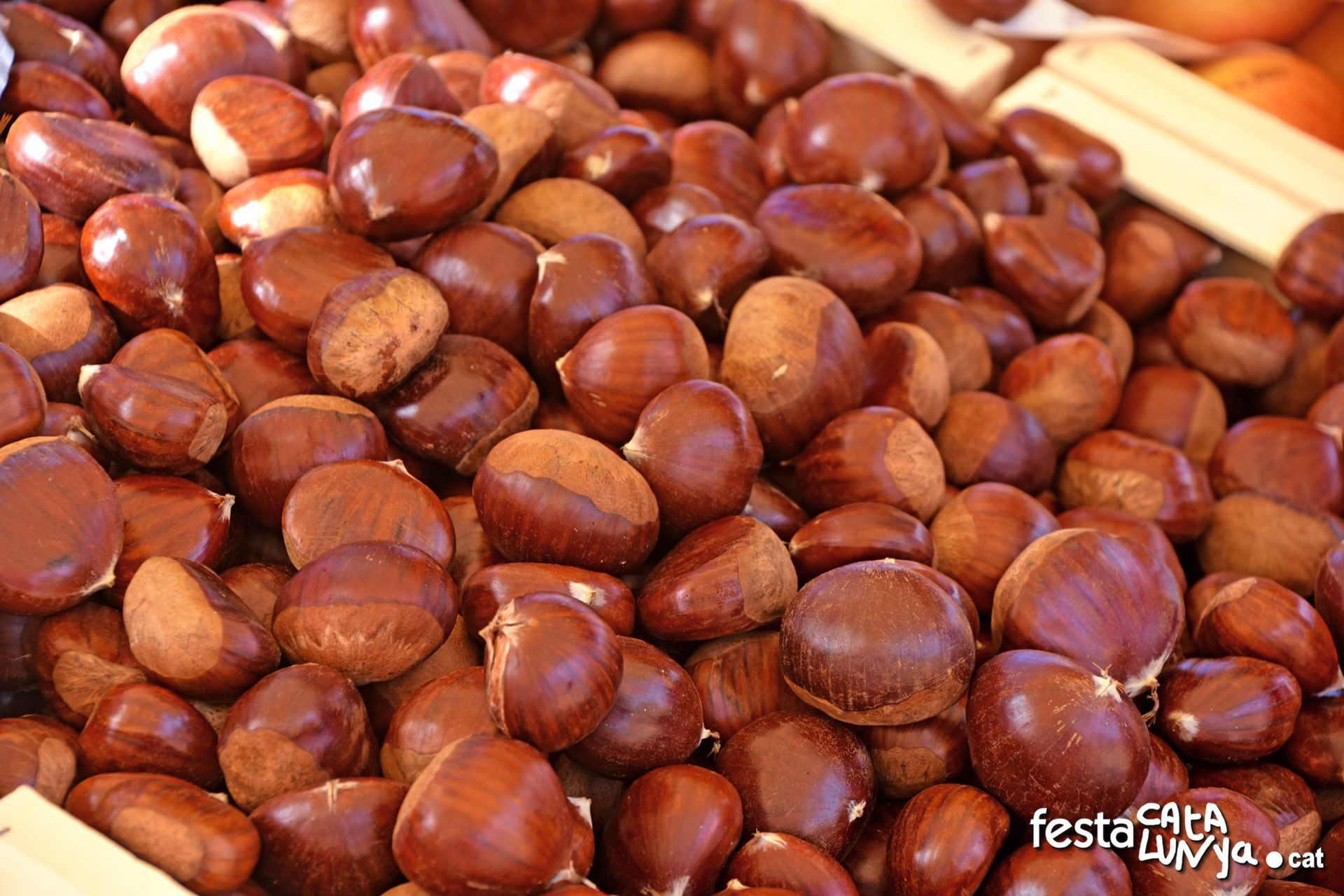 Castanyada a Roquetes